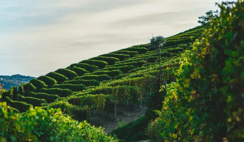 Visite guidate, attività e tour in Piemonte